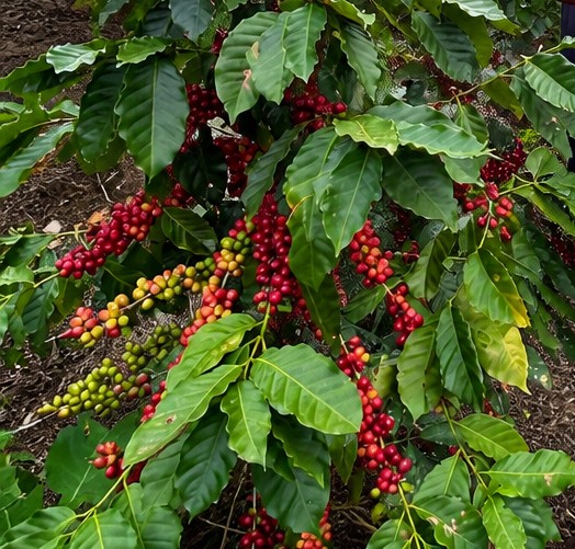 Exportando Café Verde